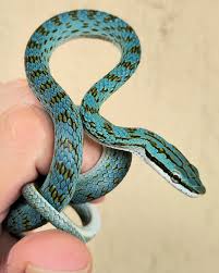 Image result for Secamone retusa