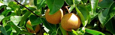 We did not find results for: Asian Pear Trees At Portland Nursery And Garden Center