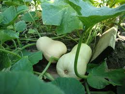Image result for Cucurbita moschata