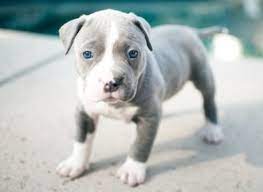 Maybe you would like to learn more about one of these? How Many Puppies Can A Pitbull Have Our Fit Pets