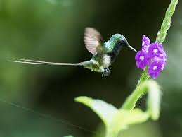 Black Bird With Orange Belly Black Bellied Thorntail Discosura Langsdorffi By Nick Athanas Peru Belly Black Nick