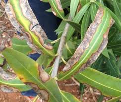 Image result for xylella fastidiosa oleander symptoms