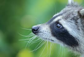 They extend from the edge of the nose to the lower part of the cheek. About Raccoons Mspca Angell