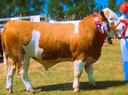 Check spelling or type a new query. News Archives Page 3 Of 4 Sneumgaard Pedigree Simmentals