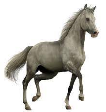 Horse Cartoon Clip Art Horse Png Horse Clipart Transparent Horses Horse Background Animals Images