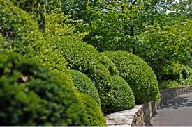 Im ersten jahr der pflanzung benötigt er zudem einen teil seiner energie zum anwachsen. Buchsbaum Schneiden Zeitpunkt Und Werkzeug Um Zu Schneiden