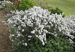 Image result for Eriocephalus luederitzianus