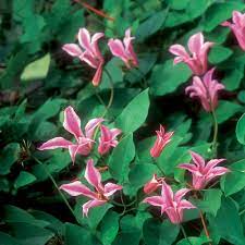 All you need to know about growing clematis, in our detailed grow guide. 3 Myths About Clematis Finegardening