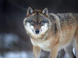 Favorite add to wolf digital art download. In Defence Of The Wolf This Big Bad Animal Is More Prey Than Predator