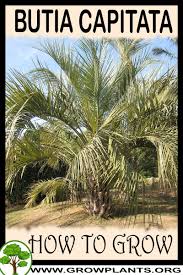 Maybe you would like to learn more about one of these? Butia Capitata How To Grow Care