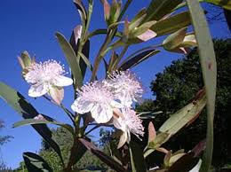 Image result for Eugenia aschersoniana