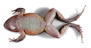 Image result for Rhodopentas