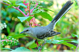 Common Birds Of West Texas State Bird Of Texas The Mockingbird By Stilesathelake Via Flickr State Birds Bird Beautiful Birds