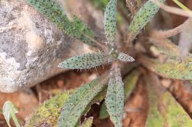 Image result for Cystostemon