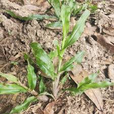 Image result for Axonopus