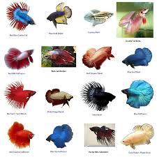 Pin On Tropical Fish