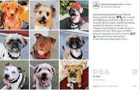 Did you recently adopt a cat or are thinking about adopting one? Ian T Fraley Managing Director Mission Creek Capital Partners Inc Linkedin