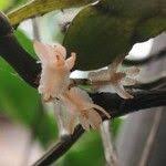 Image result for Diaphananthe bidens