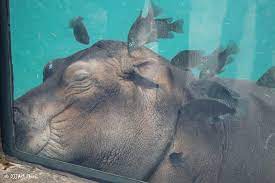 Cincinnati Zoo On Twitter New Meaning To Sleeping With The Fishes Teamfiona Https T Co Jxznzbeozm Twitter