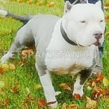 Pets Pakistan Pets For Sale In Pakistan Animals For Sale In Pakistan Parrots For Sale In Pakistan Dogs For Sale In Pakistan Cats For Sale In Pakistan Finches For