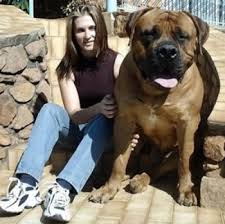 Voici le plus grand silure du monde : Records Animaux Le Chien De Race Le Plus Lourd Du Monde