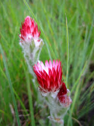 Image result for Helichrysum adenocarpum
