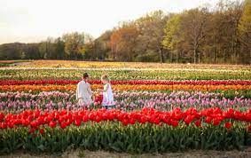 Pin On Tulip Farm