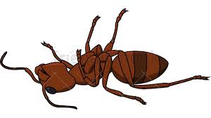 Dead Clipart Dead Insect Dead Dead Insect Transparent Free For Download On Webstockreview 2020 Captain rex vs soldier 76 (star wars vs overwatch).