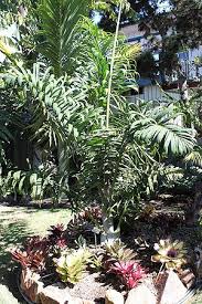 Image result for Disa robusta