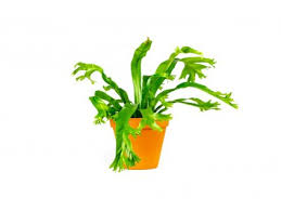 Image result for sleziník Asplenium