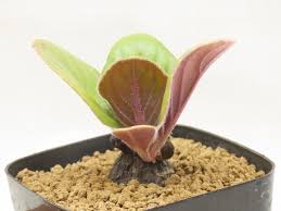 Image result for Aeollanthus subacaulis