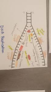 Bioflix Activity Dna Replication Dna Replication Diagram Dna Replication Diagram Quizlet