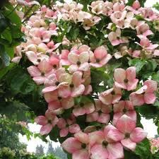 Much like a standard kousa dogwood, the satomi bear bright red fruit in fall. Cornus Kousa Satomi Kiefer Nursery Trees Shrubs Perennials