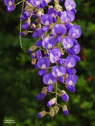 Image result for Bolusanthus