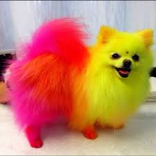 Top Performance Dog Pet Hair Dye Orange Blue Purple Red Yellow Show Grooming Colorful Animals Creative Grooming Cute Animals