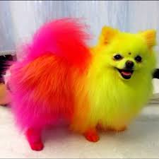 Dog hair dye, an article with information on how to dye your dog's hair, and what products are best. Top Performance Dog Pet Hair Dye Orange Blue Purple Red Yellow Show Grooming Colorful Animals Creative Grooming Cute Animals