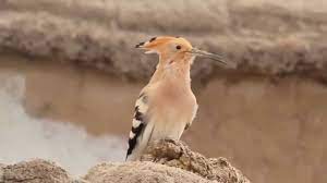 ibibik hut hut kur otusu hoopoe upupa epops sounds youtube