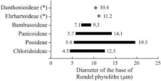 Image result for Heteranthoecia  guineensis