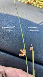 Image result for Schoenoplectus sp.no.3