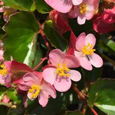 Image result for Begonia iucunda