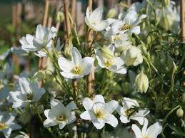 The home of rare, unusual and exciting plants. Clematis Early Sensation Clematis Early Sensation Baumschule Horstmann