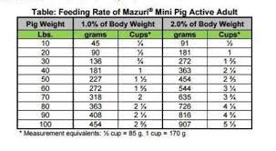 feeding your mini pig recommended healthy diet charming