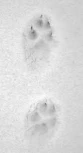 Fox paw print in snow. Nature Fox Tracks In Snow North American Animals Animal Tracks