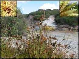 Image result for Pycreus polystachyos