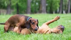 Kopegim Kac Yavru Dogurabilir My Animals