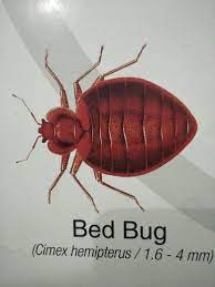 Eco friendly pest control is one of the leading pest control service provider company in pune. Top Bedbug Pest Control Services Sds Pest Control Services Bedbug Pest Control Services In