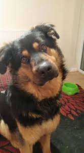 The idea of getting a german shepherd rottweiler mix does always cross peoples' minds as the ideal hybrid for a family dog. German Shepherd Rottweiler Cross Home Facebook