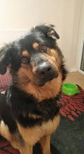 We did not find results for: German Shepherd Rottweiler Cross Home Facebook