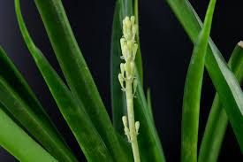 Image result for Sansevieria parva
