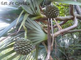 Pinpin Et Vacoa Ilet De Chriss Palmiers Jardin Botanique Fruit